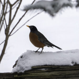 A robin in early Spring