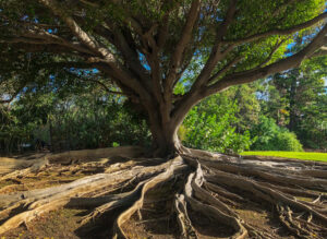 An elder tree with many roots