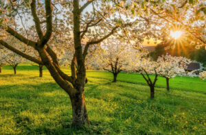 A field full of the fresh green of Spring and sunbeams