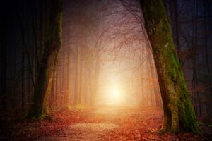 Narrow passage through trees